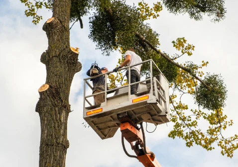 Tree Services 